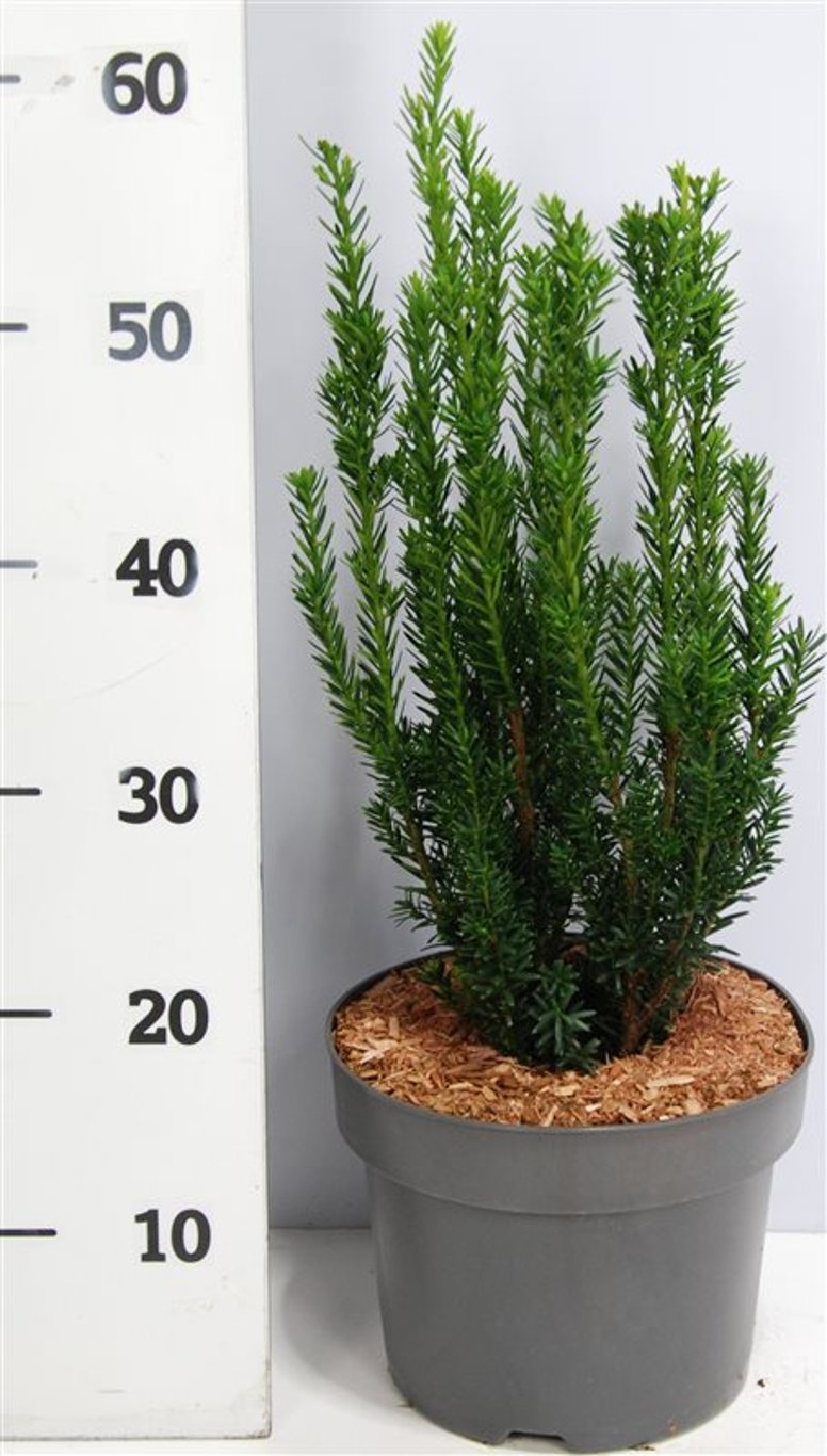 Taxus media 'Hillii' - C5 30-40 CM